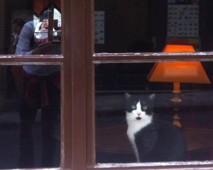 le chat Resized