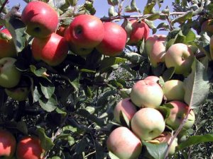 apple