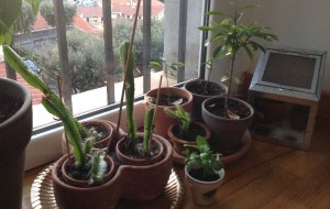 Comunità vegetale2 Resized